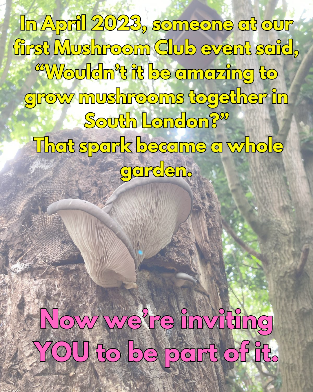 Community — Adi's Urban Mushrooms